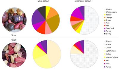 Phenolic and anthocyanin content characterization related to genetic diversity analysis of Solanum tuberosum subsp. tuberosum Chilotanum Group in southern Chile